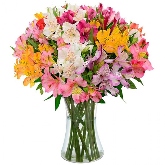 Luxuosas Astromélias Coloridas na Jarra