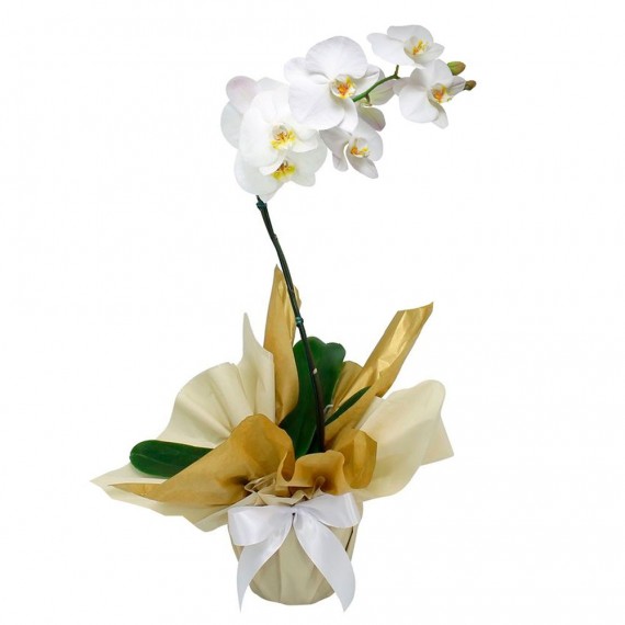 Orquídea Phalaenopsis Branca (Ver disponibilidade de cores/tons)