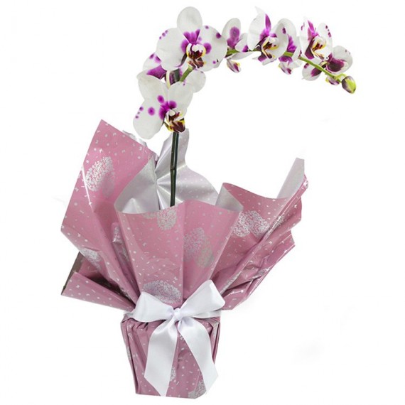 Orquídea Phalaenopsis Mesclada (Ver disponibilidade de cores/tons)