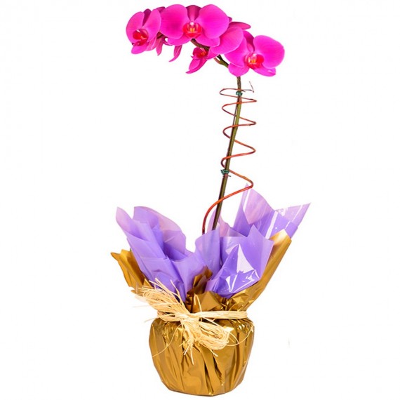 Orquídea Phalaenopsis Roxa (Ver disponibilidade de cores/tons)